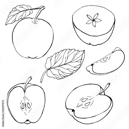 Set of vector apples on white background. Hand drawn sketch. Eco food. Vector illustration. Isolated drawing on white background.