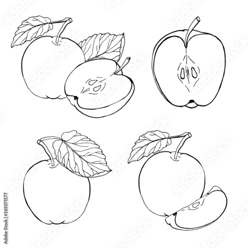 Set of vector apples on white background. Hand drawn sketch. Eco food. Vector illustration. Isolated drawing on white background.