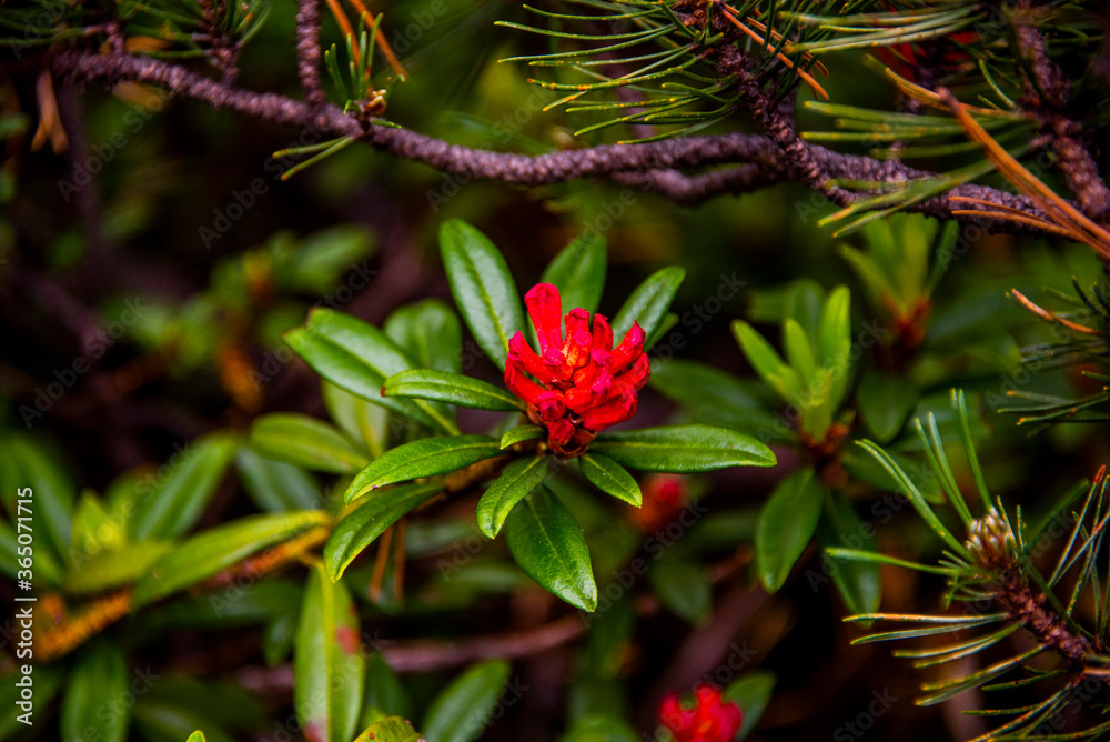 Rhododendron Ferrugineum Rhododendron Ferrugineum