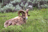 Male big Horn Sheep Laying in the Prairie Grass