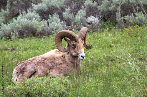 Male big Horn Sheep Laying in the Prairie Grass