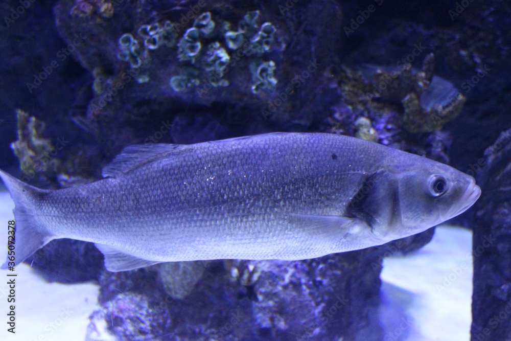 Naklejka premium Fisch