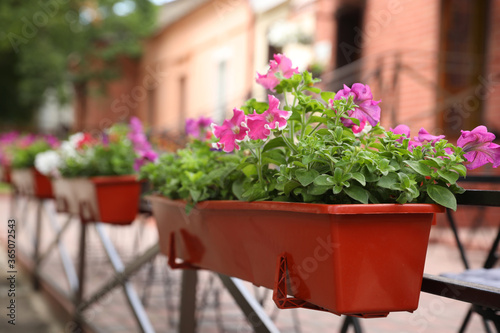 Fototapeta Naklejka Na Ścianę i Meble -  Beautiful pink petunia flowers in plant pot outdoors