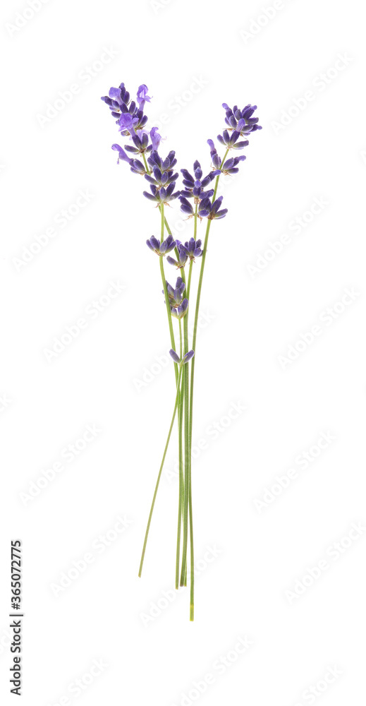 Beautiful fresh lavender flowers isolated on white Beautiful fresh lavender flowers isolated on white