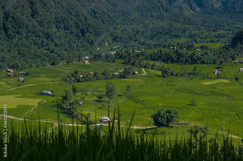 Obraz premium Rice fields along Manaslu Circuit trail from Arughat village to Machhakhola village on both banks of Budhi Gandaki river, Manaslu Himal, Ghorka district, Nepal Himalayas, Nepal.