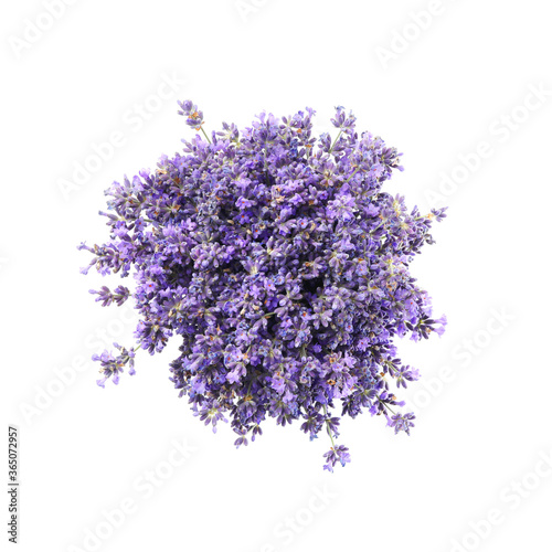 Beautiful blooming lavender flowers on white background, top view