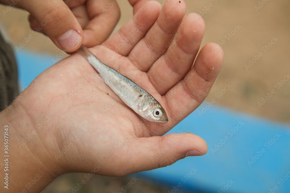 a small fish on a child's hand