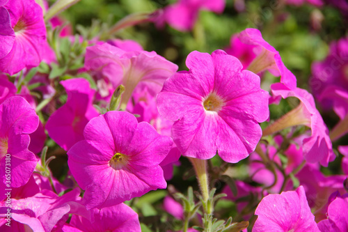 Delicate flowers of pink petunia.