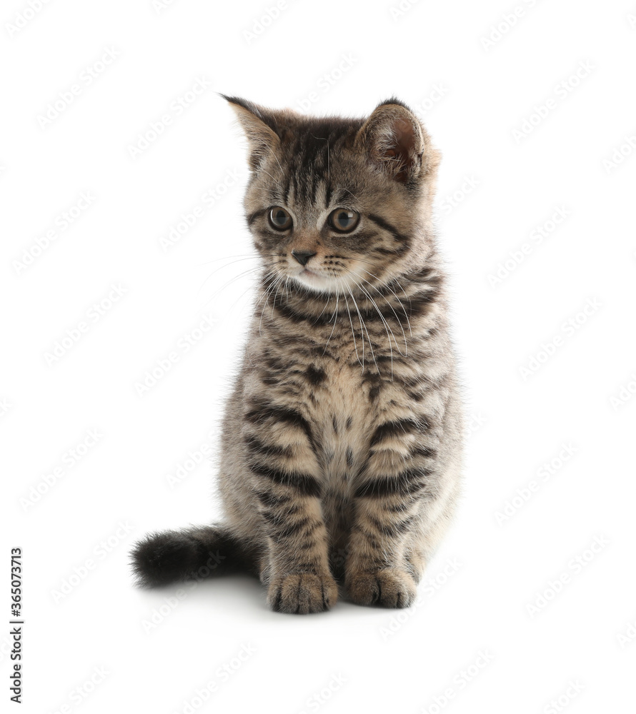 Obraz premium Cute tabby kitten on white background. Baby animal