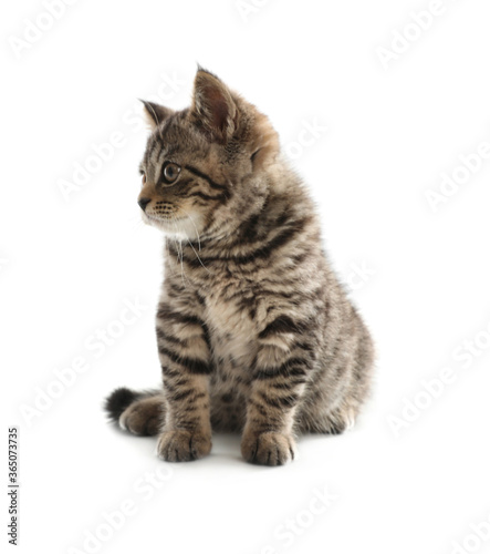 Cute tabby kitten on white background. Baby animal