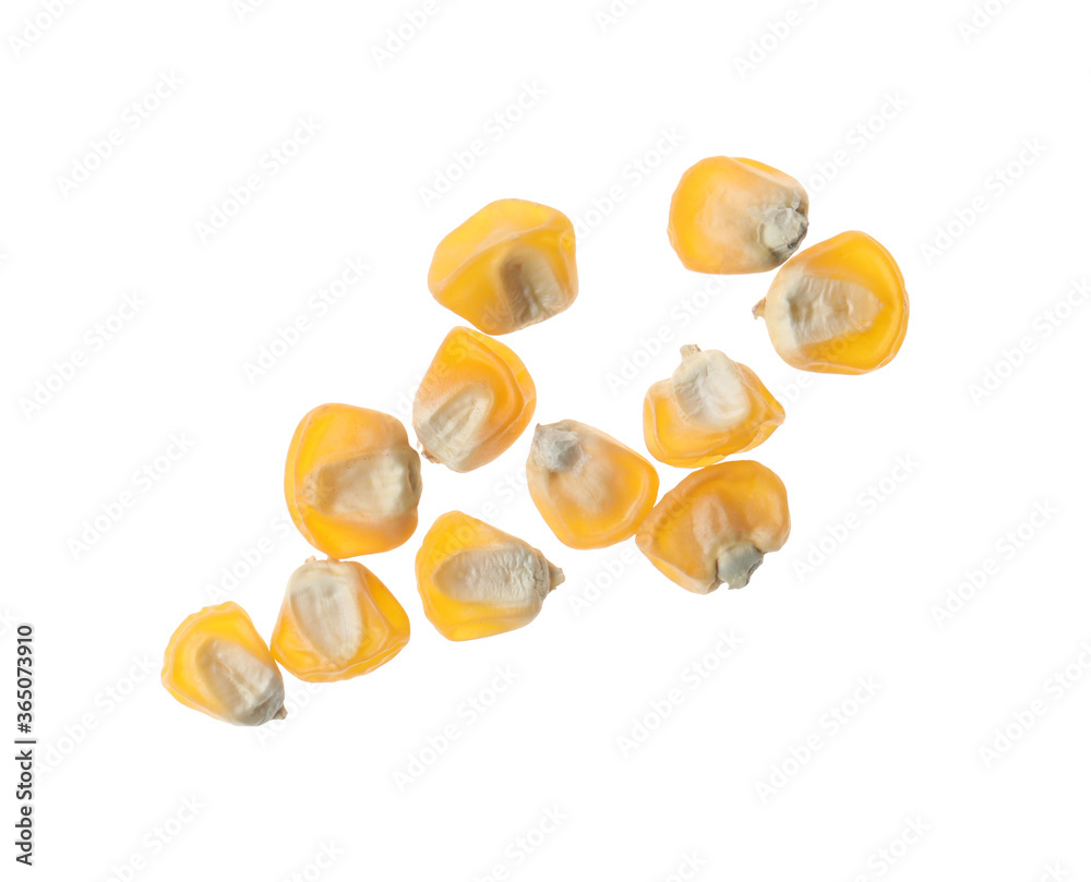 Raw dry corn seeds on white background, top view. Vegetable planting
