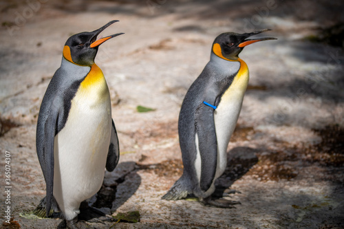 Humboldt Penguins 