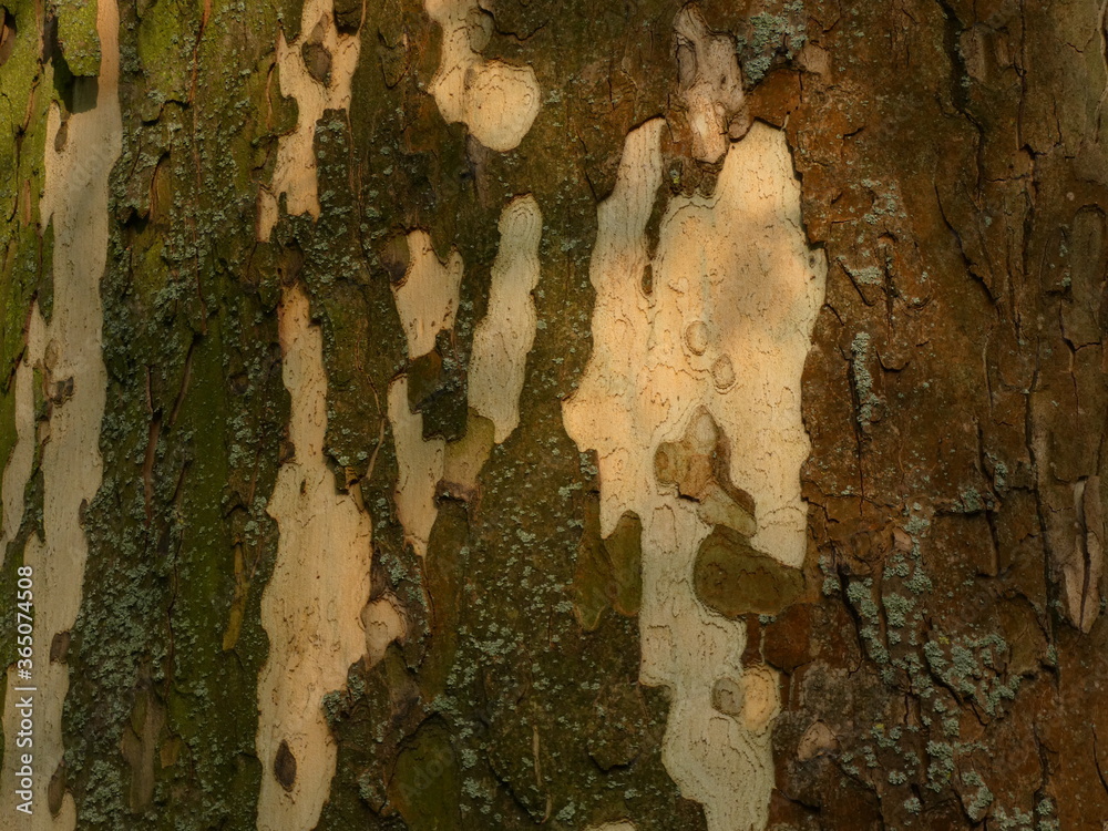Tree bark looking like like camo design / khaki camouflage Tree bark looking like like camo design / khaki camouflage
