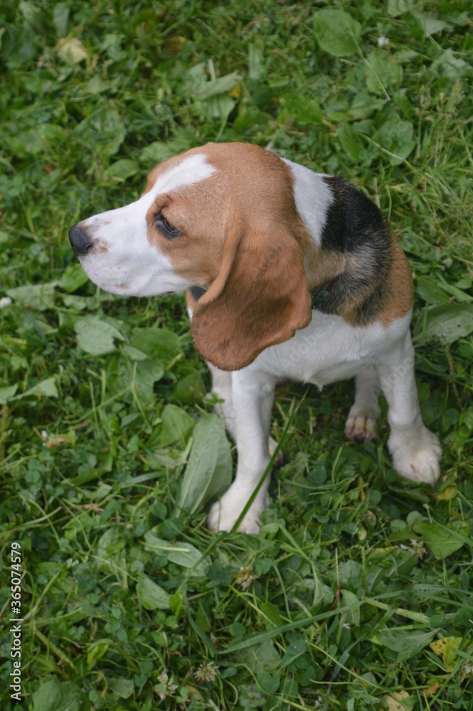 Five month old Beagle puppy sitting on the grass on a walk Five month old Beagle puppy sitting on the grass on a walk