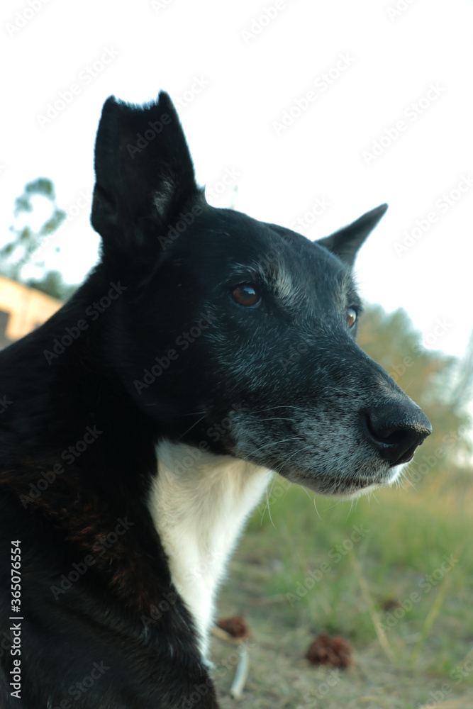 Perros Perros