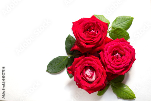 Beautiful pink flower in the garden. Rose flower background. Roses flower texture. Beautiful rose. Roses bouquet of flowers. Red Rose. Three roses. Isolate copyspace