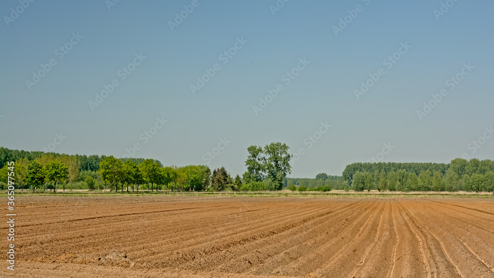 Freshly ploughed spring farmland, surrounded by trees on a sunny day in the Flemish countryside, ready for sewing 