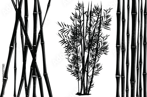 Fototapeta Naklejka Na Ścianę i Meble -  bamboo vector illustration