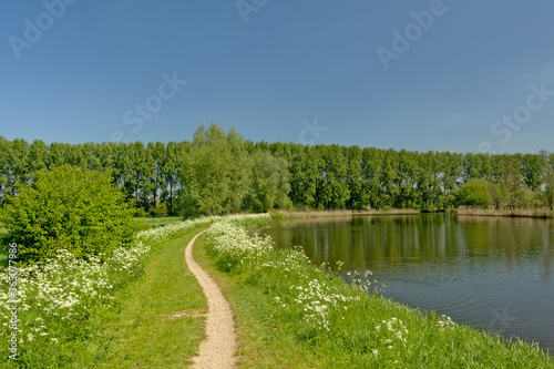 Hiking path and lane of trees along the lush green borders of the canal `de Moer` on a sunny spring day. Flanders, Belgium 