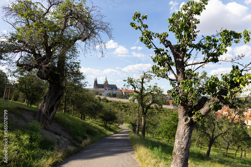 Prague City with gothic Castle and the green Nature from the Hill Petrin  Czech Republic