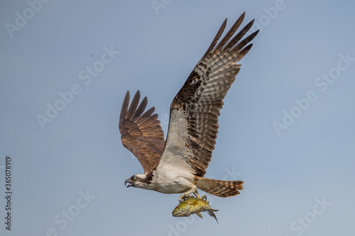 osprey