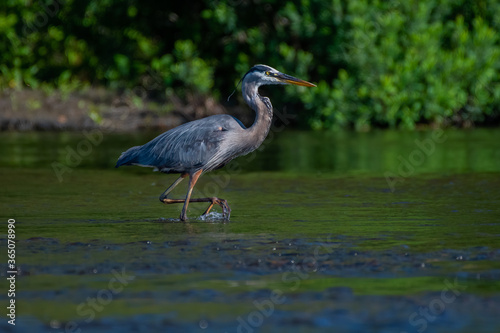great blue heron