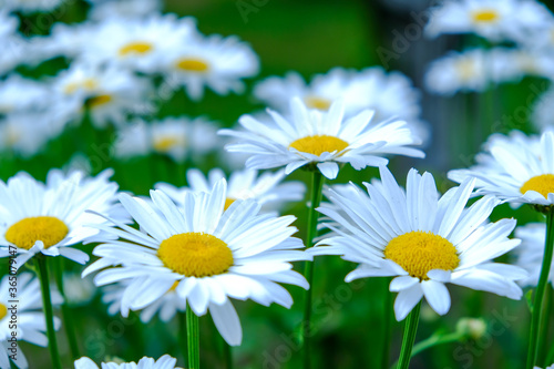 Wonderful fabulous daisies on a meadow in summer. White daisies.