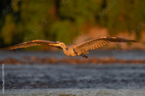 great blue heron