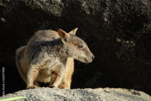 Allied Rock Wallaby, Petrogale assimilis, in the wild on Magnetic Island, Queensland, Australia.