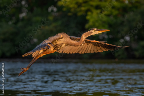 great blue heron