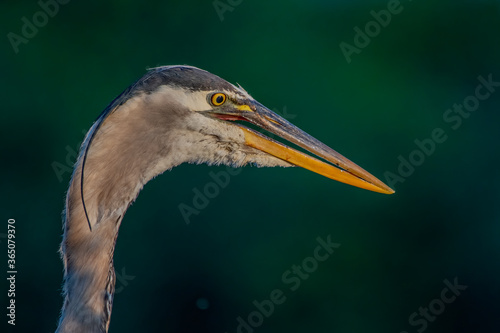 great blue heron