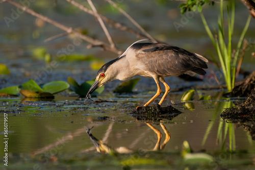 black-crowned night heron