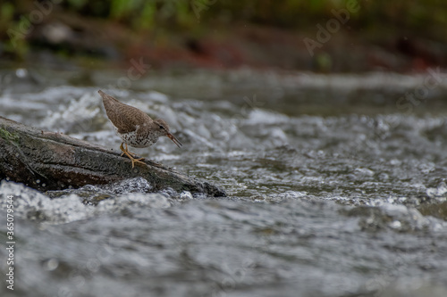 spotted sandpiper