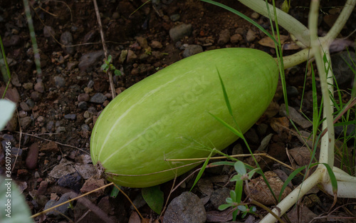 Photograph of cultivation of pumpkins of the Peruvian variety attached to the plant. photo