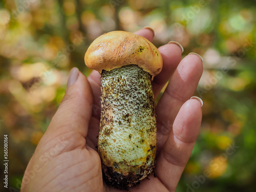 Woman's hand is holding a small red cap mushroom. Orange-cap boletus held in the palm. Red-capped scaber stalk held by a female. Girl forager or gatherer hunting for shrooms. Beautiful fungi image. 