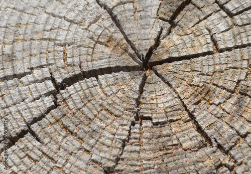 cross section of tree trunk with cracks