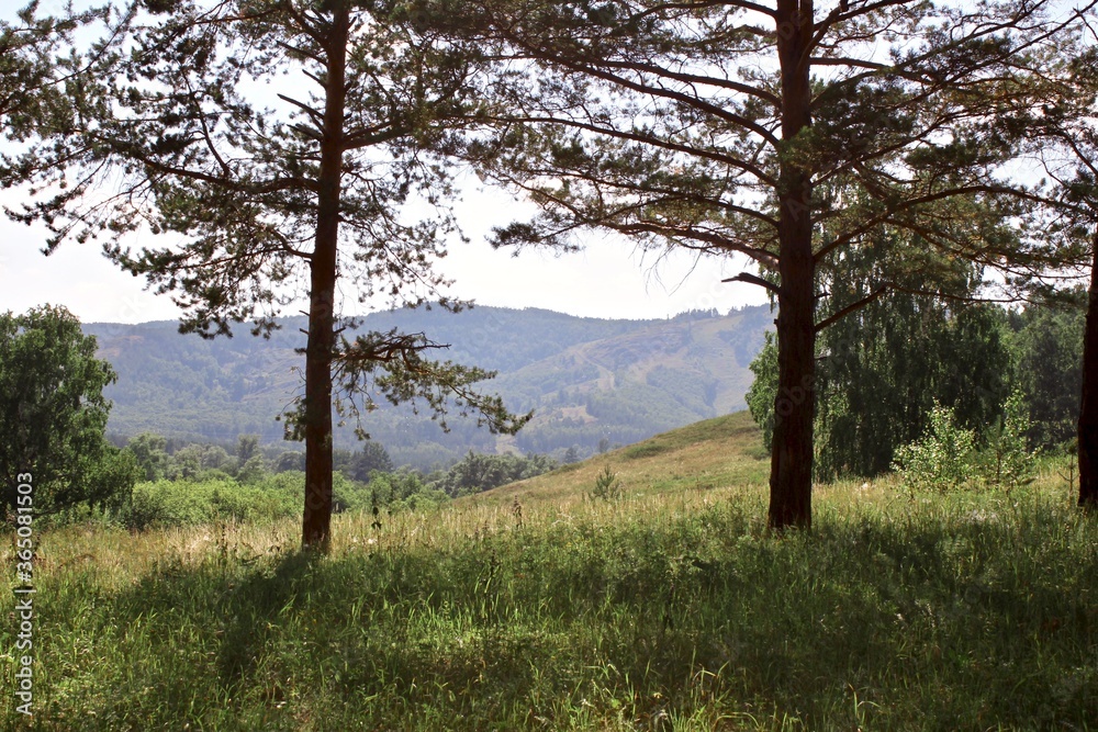 Summer panoramic landscape with meadows of fields and mountains. A large green field with trees in the background Summer panoramic landscape with meadows of fields and mountains. A large green field with trees in the background