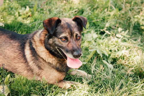Canvastavla The cute little dog stuck out its tongue