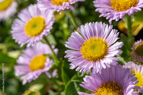 Seaside fleabane (erigeron glaucus) photo