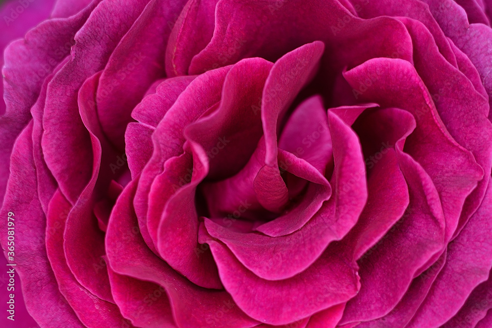 pink rose close up pink rose close up