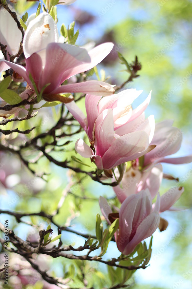 Fototapeta premium pink magnolias blooming on tree