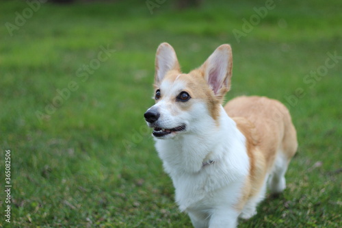 corgi puppy walking in grass