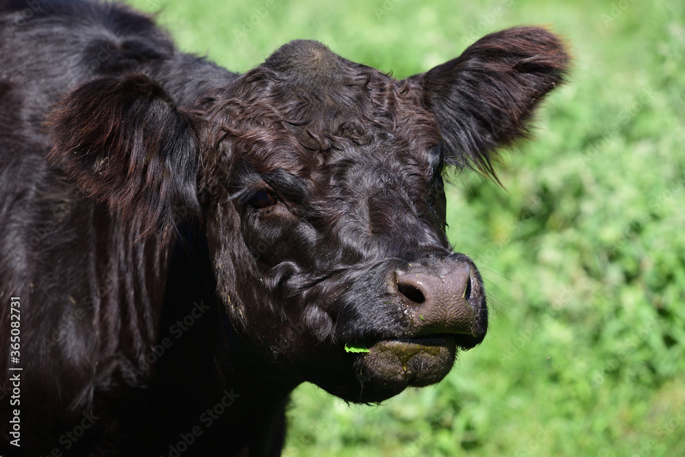A young black Angus cattle stands on a pasture and looks into the camera