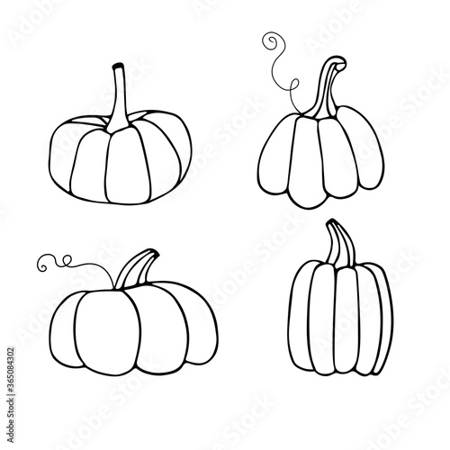 Set of linear pumpkins. Vector hand draw Illustration. October harvest background. Fall season elements. Thanksgiving or Halloween holidays flat design. Isolated pumpkins