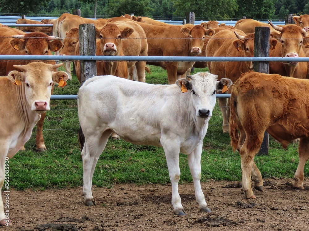 White calf standing White calf standing