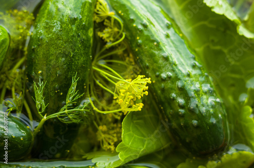 Fresh organic cucumbers and dill in water prepared for pickling  close up