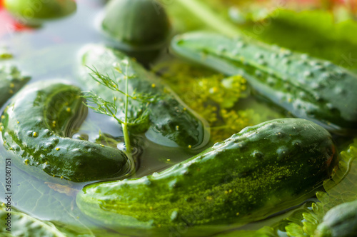 Fresh organic cucumbers and dill in water prepared for pickling  close up