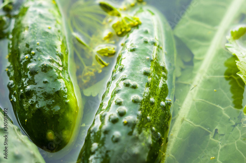 Photography Fresh organic cucumbers and dill in water prepared for pickling, close up