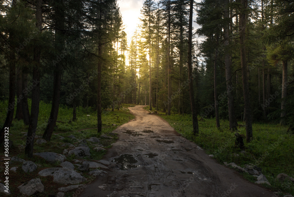 Forest road inside the green valley nature view with copy space for your text Forest road inside the green valley nature view with copy space for your text
