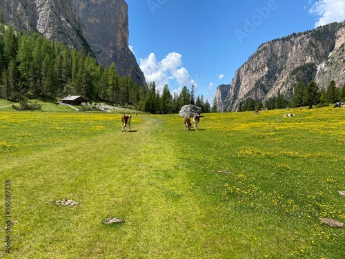 hiking in the mountains